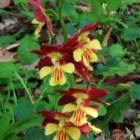 エビネ,エビネ,GS今日のお花,花ブローチ倶楽部,２０２０年５月同期の画像