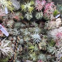 チランジア,イオナンタ,エアプランツ,アガベ属,エアプランツ チランジアの画像