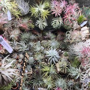 チランジア,イオナンタ,エアプランツ,アガベ属,エアプランツ チランジアの画像