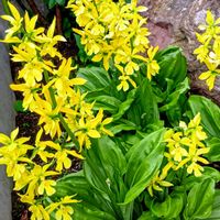 スイセン,ツルバキア,ローズゼラニウム,黄エビネ,水仙の蕾♡の画像