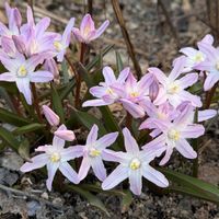チオノドクサ,花のある喜び,北海道の庭の画像