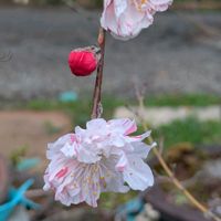 花のある暮らし,今日のお花,花いろいろ,おうち園芸,棚の画像