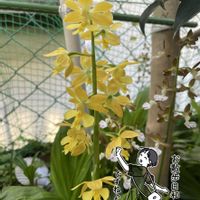 エビネ,エビネ,黄色の花,rinmegお散歩ちゃん♪,rinmegお散歩ちゃんスタンプ♪の画像