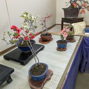 花のある暮らし,今日のお花,花いろいろ,おうち園芸,棚の画像