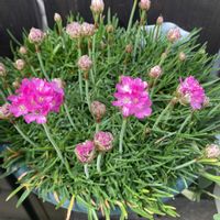 アルメリア,ガーベラ,スイセン,ボケ,ラナンキュラス・ラックス アリアドネの画像