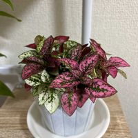 ヒポエステスの画像