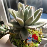 アイスプラント,黒兎耳,白うさぎ,北海道,実生の日の画像