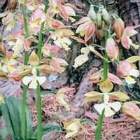 エビネ,黄エビネ,今日のお花,Juneの会,高天野草園よりの画像