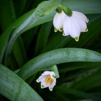 スノーフレーク,ズミ,モミジ,ヤナギ,キクモモの画像