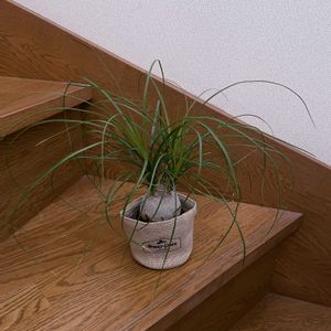 観葉植物,ポニーテール,iPhone撮影,階段/廊下の画像