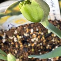 デンドロビウム,ムスカリ 白,ふさ咲水仙,金曜日の蕾たちの画像