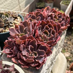 ネオンブレーカーズ,多肉植物,エケベリア属,癒される,no green no lifeの画像