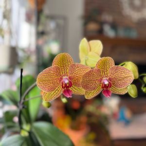 胡蝶蘭,観葉植物,オーキッド,観葉植物初心者の画像