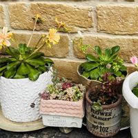 モンステラ,レウィシア,スキミア,楽しみ〜,PRの画像