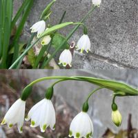 スイセン,スイセン,スノーフレーク,スノーフレーク,チューリップの画像
