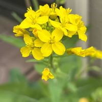 カブ,春の庭,小さな庭の画像