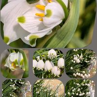 アリウム,スノーフレーク,スノーフレーク,ドウダンツツジ,パンジーの画像