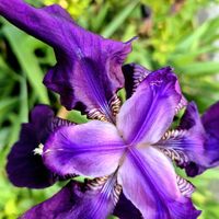 ジャーマンアイリス,ジャーマンアイリス,花のある暮らし,多肉女子,たまには散歩しようねの画像