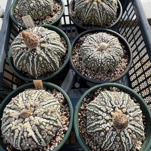 サボテン,スーパー兜,スーパー兜,スーパー兜,マミラリア 月影丸の画像