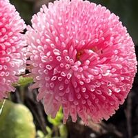 デージー,キノコ,ピンク,ピンクの花,ピンクワールドへ ようこその画像