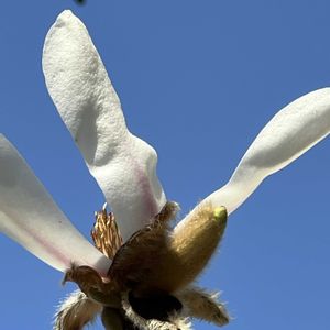コブシ,青空,青空の下,青空に映える,土曜はお空の発表会の画像