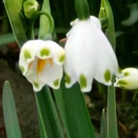 スノーフレーク,ソメイヨシノ,バーベナ ピンクパフェ,ミスピーチ姫,ピンクの花の画像