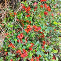 ヤツデ,お出かけ先,お出かけ先の画像