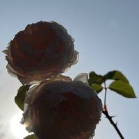 バラ,ピンク,ピンクの花,青空,青空の下の画像