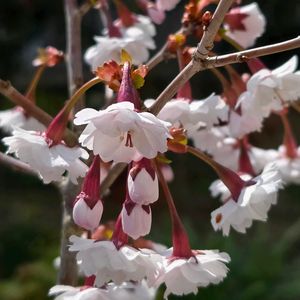 クマガイザクラ,クマガイザクラ,シェードガーデン,小さなお花,世界平和の画像