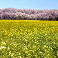 サクラ,スノーフレーク,ナズナ,菜の花,幸手権現堂の画像