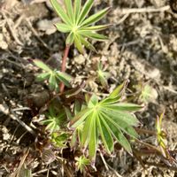 ルピナス,ルピナス,ルピナス,新芽,癒しの画像