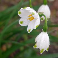 サクラ,スノーフレーク,アロマティカス,雨粒,花散歩の画像