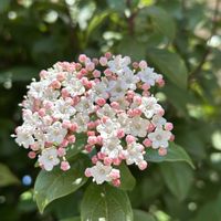 ガマズミ,ガマズミ,ビバーナム ティヌス,ビバーナム ティヌス,ビバーナムティヌスの蕾の画像