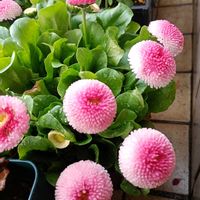 デージー,ネメシアメーテル,ネメシアもふもふ,ネメシアもふもふの画像