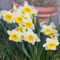 スイセン,ミセバヤ,水仙,日高ミセバヤ,ヒダカミセバヤの画像