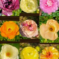 ガーベラ,ムスカリ,オステオスペルマム,ソメイヨシノ,ソメイヨシノの画像