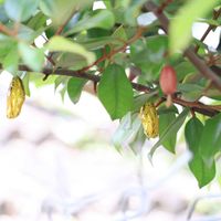 グミ,グミ,グミ,オオゴマダラの蛹,オオゴマダラの蛹の画像