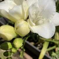 フリージア,ボケ,ムスカリ,ルビーネックレス,ルビーネックレスの画像