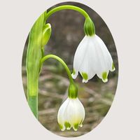 スノードロップ,トサミズキ,花のある暮らし,お花大好き♡,今日のお花の画像