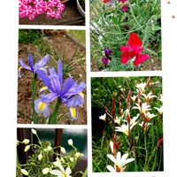 スノーフレーク,花かんざし,ラナンキュラスラックス,シーサー✨,信玄餅！の画像