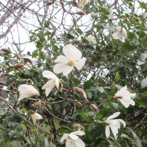 コブシ,裏山の画像