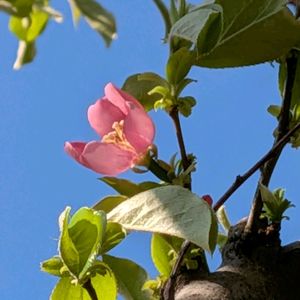 カリン,花梨,カエデの実,ハナノキ,ハナカエデの画像