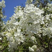ライラック,ライラック（白花）,ライラック　白花,純白,純白が好きの画像