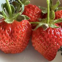 キランソウ,シロツメクサ,チューリップ,ソメイヨシノ,イチゴさつまおとめの画像