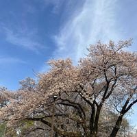 ツツジ,ソメイヨシノ,楽しみ〜,癒しのひと時,スマホで撮影の画像