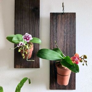 ファレノプシス,胡蝶蘭,ミニ胡蝶蘭,洋ラン,花のある暮らしの画像