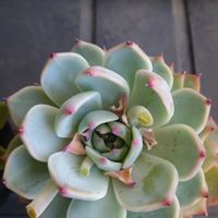 エケベリア,多肉植物,花,ベランダの画像