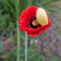 ヒナゲシの画像