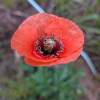 ヒナゲシの画像