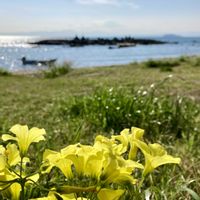 ガザニア,ハマダイコン,オオキバナカタバミ,さくら サクラ 桜,鎌倉の画像